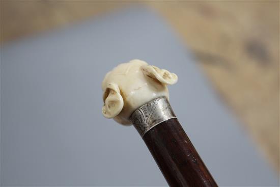 A walking stick, the ivory handle carved as a French bulldogs head with glass eyes, silver collar, London 1921, overall length 93.5cm